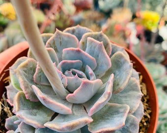 String of Raindrops Succulent | Trailing Teardrop Shaped Pearls | Live Plant  - Etsy