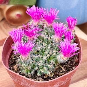 May include: A small, round cactus planted in a terracotta-colored plastic pot. The cactus features numerous green, cylindrical stems covered in fine white spines. Several vibrant, bright pink, star-shaped flowers bloom across the top.