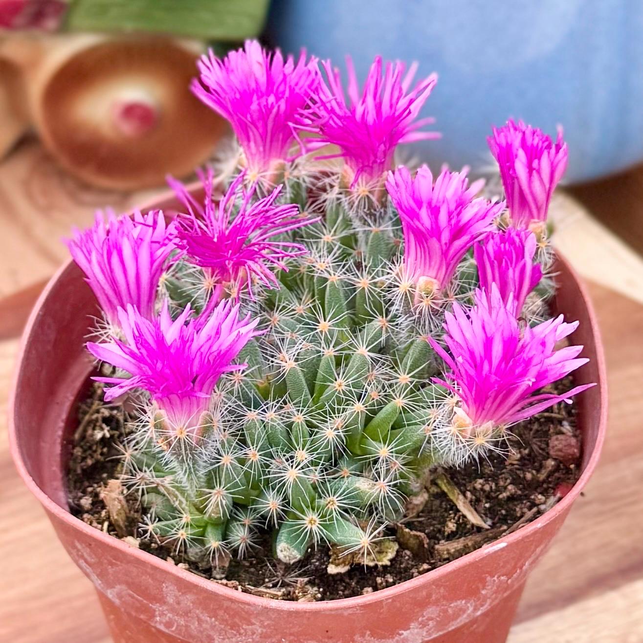 Unusual Caudex Plants - Etsy