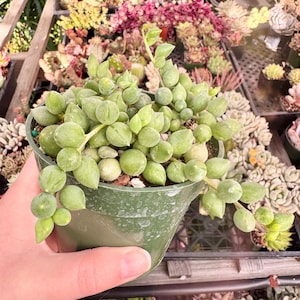 May include: A String of Pearls succulent plant in a green plastic pot. The plant features cascading stems with round, pea-like leaves. The background shows a variety of other succulents and plants in a greenhouse setting.