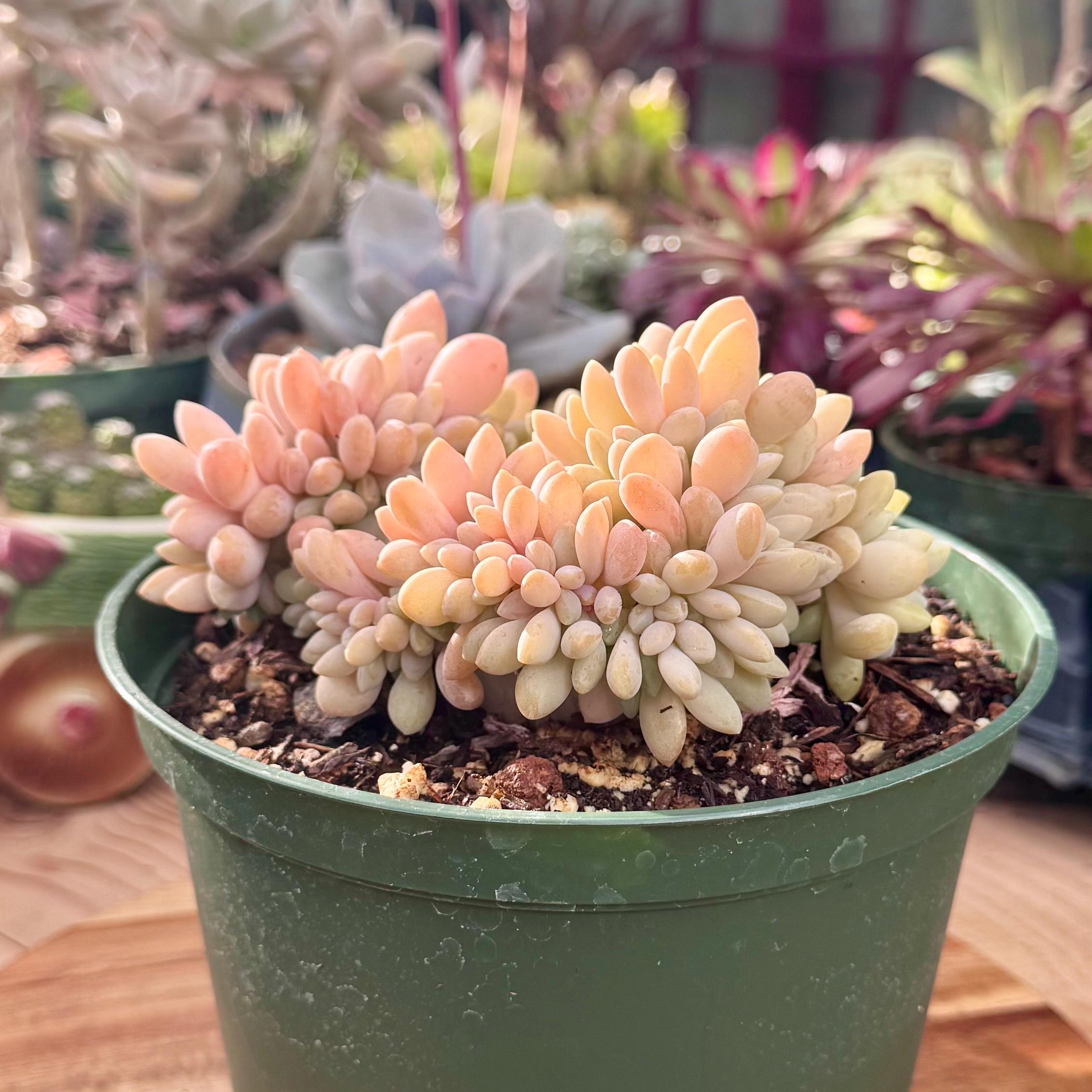 Rare Crested Graptophytum Supreme Succulent | Pink Purple & Green