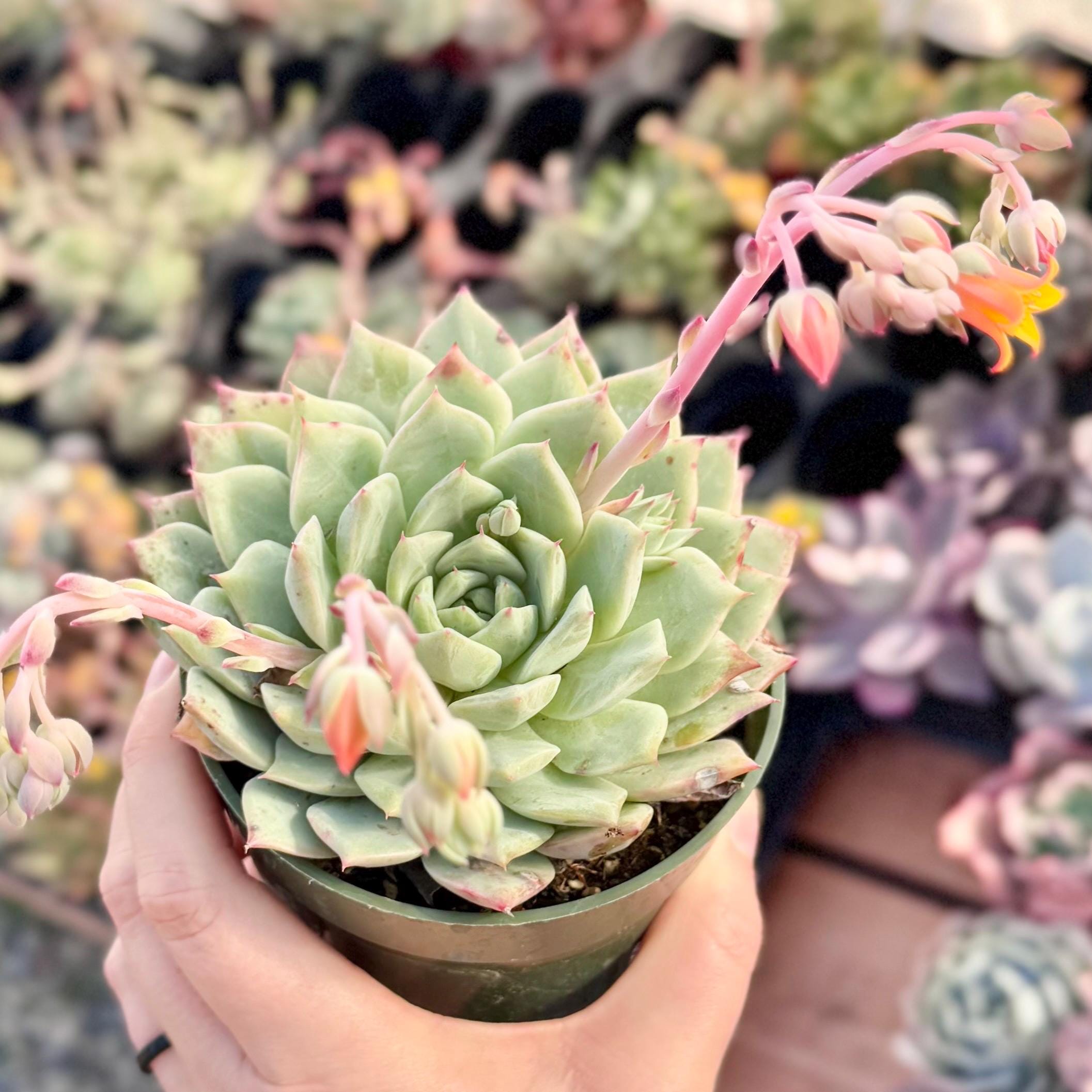ceramic pot planter Succulent Bowl Set of 3