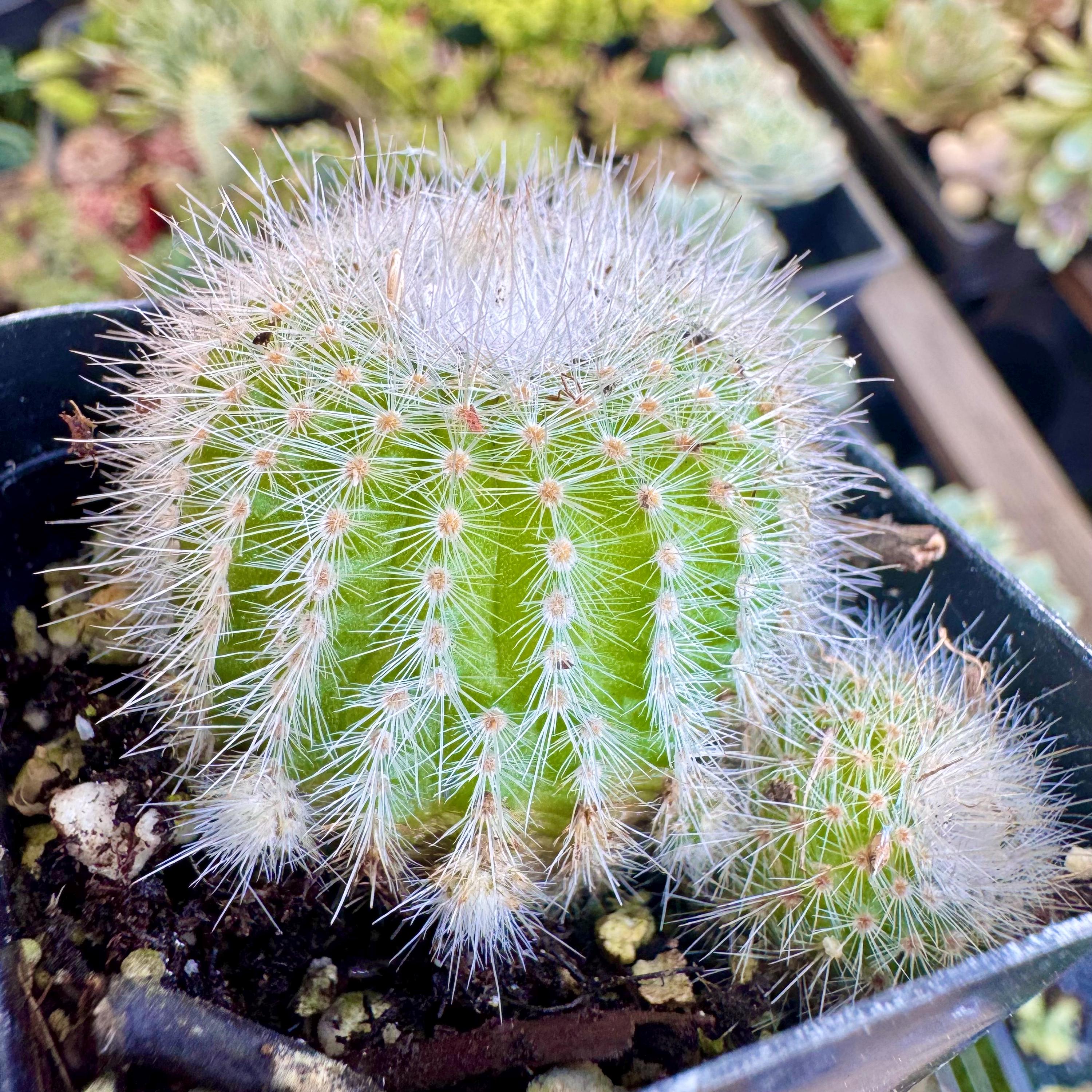 Fuzzy Silver Ball Cactus - Parodia Scopa | Live Succulent Plant - Etsy