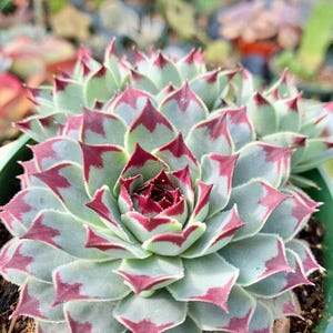 May include: Close-up of a succulent plant with pale green leaves edged in deep red. The plant has a rosette shape, with tightly packed leaves forming a central bud. The leaves have a slightly fuzzy texture.