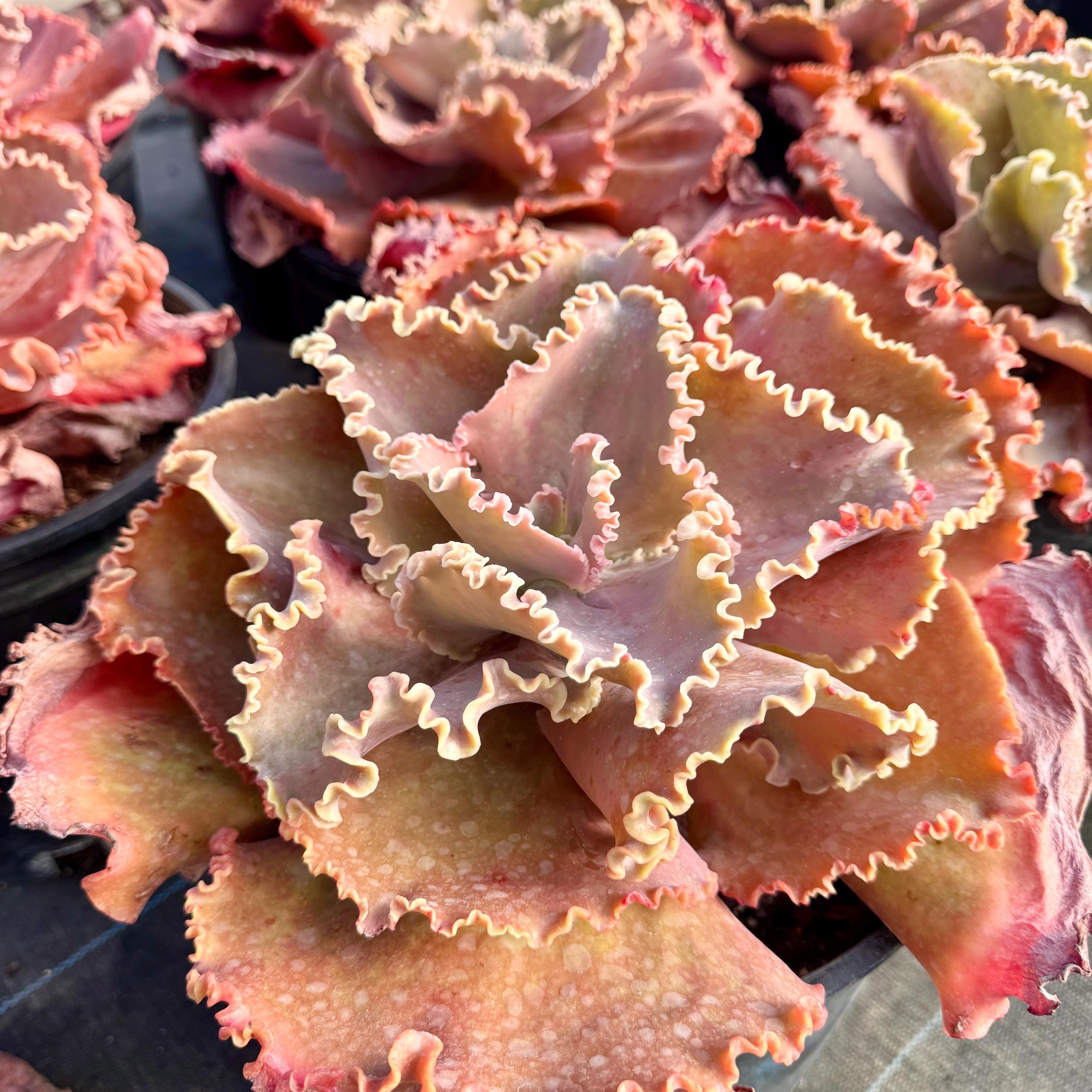 Echeveria Dick Wright - Etsy