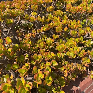 Crassula Ovata “Jade Plant” Succulent | Glossy Green & Red Oval Leaves