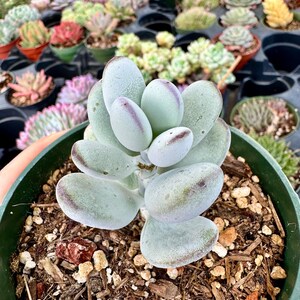 Suculenta Cotyledon Orbiculata “Ping Pong” / Hojas redondas grises / Planta viva imagen 14