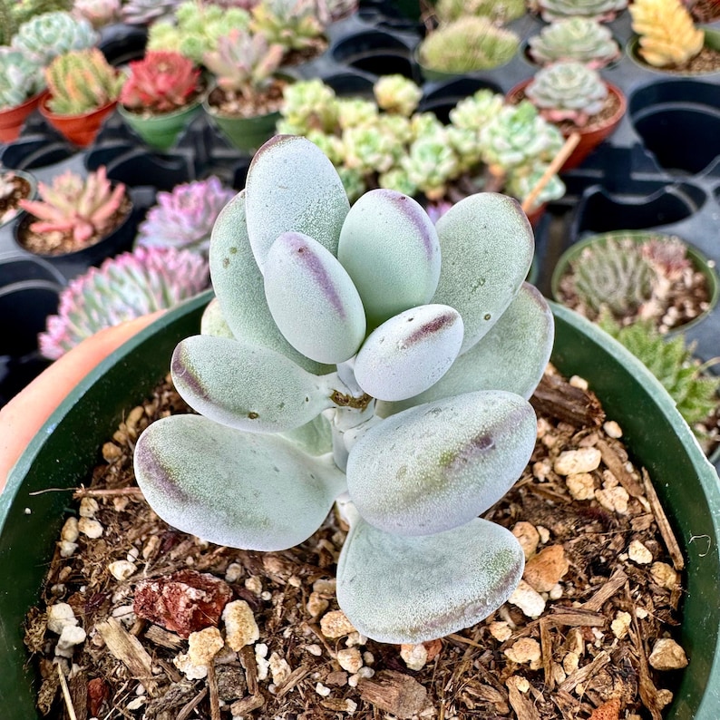 Suculenta Cotyledon Orbiculata “Ping Pong” / Hojas redondas grises / Planta viva imagen 14