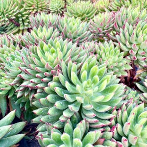 May include: Close-up of multiple green succulents with red-tipped leaves. The plants have a rosette shape and are densely packed together. The image is well-lit, showcasing the texture and color variations of the plants.
