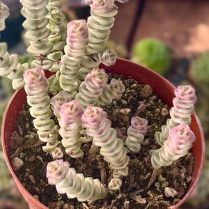 Variegated Crassula “Fantasy” Perforata Succulent | Pink & Cream Stacked Trailing Stems | Live Plant