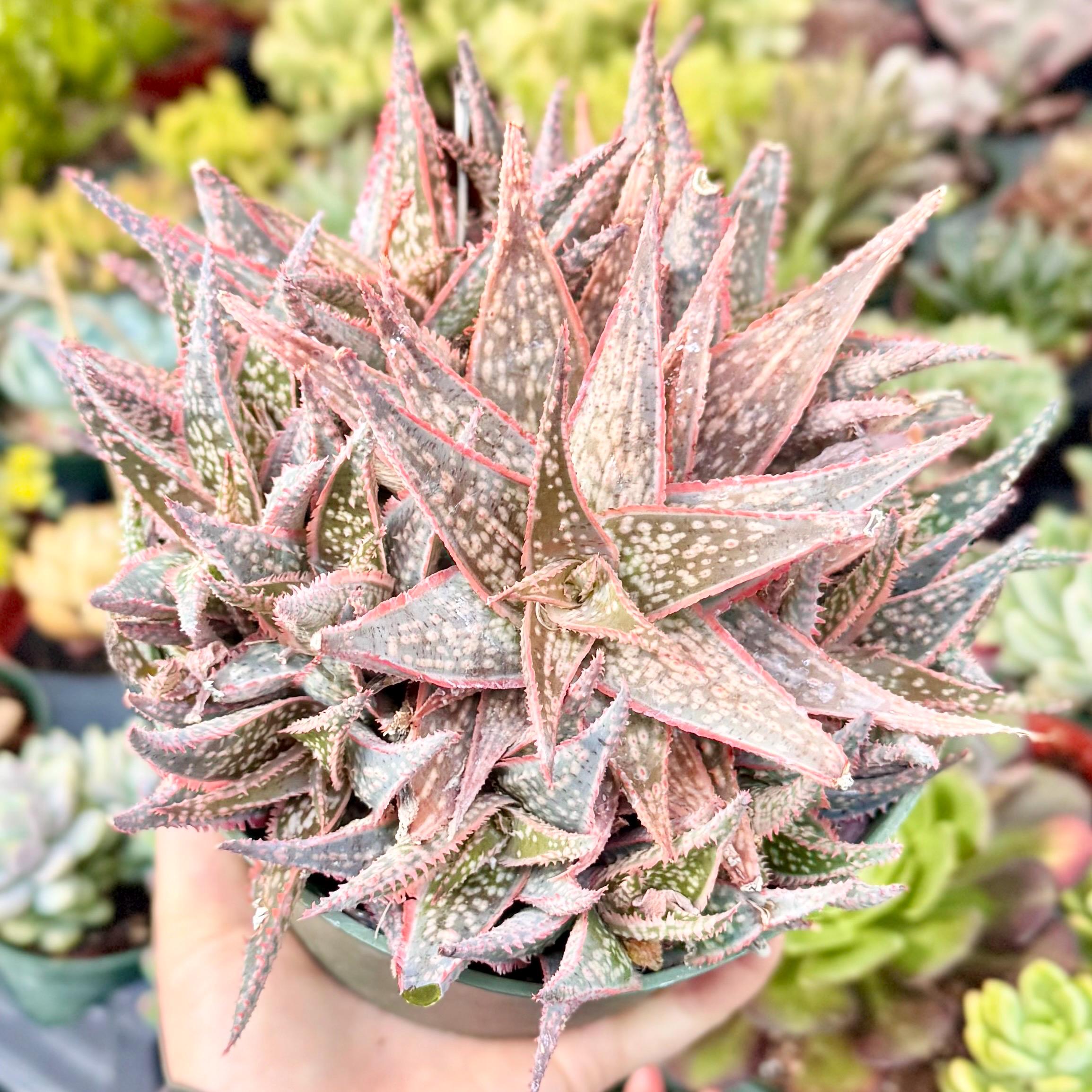 Aloe Bright Star Succulent | Exact Cluster 6 Pot | Red Pink Green Mature  Live Plant Shipped Bare Root - Etsy