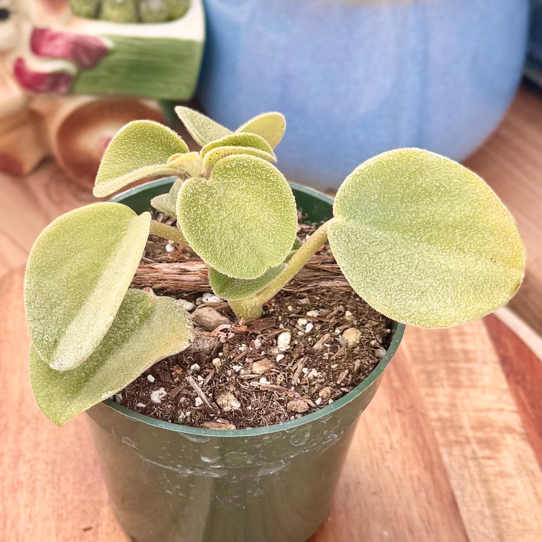 hang plant holder Cradle Wave Ceramic Vase Plant Hanger, Hanging Planter, Plant Display, main image 1