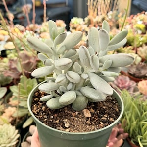 Suculenta Cotyledon Orbiculata “Ping Pong” / Hojas redondas grises / Planta viva imagen 12