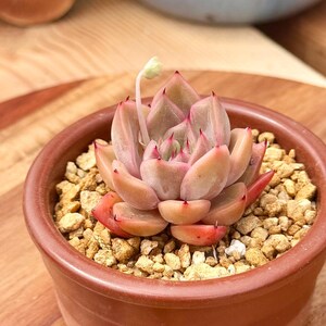 flower plants seeds Buy 40 Varieties of Flowers Seed kits Online