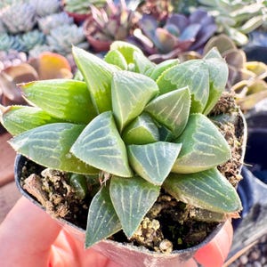 Haworthia Retusa Succulent | Translucent Green Windowed Rosettes | Live Plant