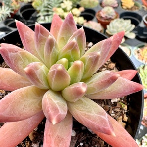 Pachyphytum Compactum “Little Jewel”