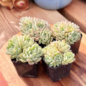 May include: Four small, light green succulent plants with pointed, fleshy leaves tipped in soft pink. Each plant is potted in a square black plastic container, arranged in a cluster to display their dense, rosette-like growth patterns and textures.