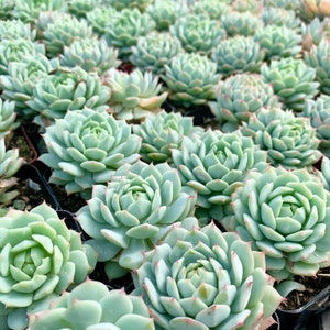 Echeveria Derenbergii