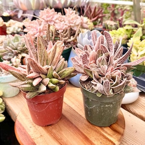 May include: Two Gasteria succulents in small pots. The left plant is in a terracotta-colored pot, and the right plant is in a dark green pot. Both plants feature thick, pointed, variegated leaves with mottled patterns in shades of pink, green, and cream.