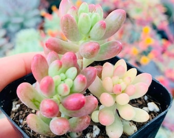 String of Raindrops Succulent | Trailing Teardrop Shaped Pearls | Live Plant  - Etsy