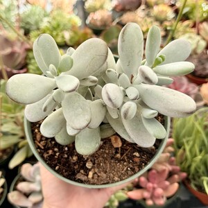 Suculenta Cotyledon Orbiculata “Ping Pong” / Hojas redondas grises / Planta viva 6” pot