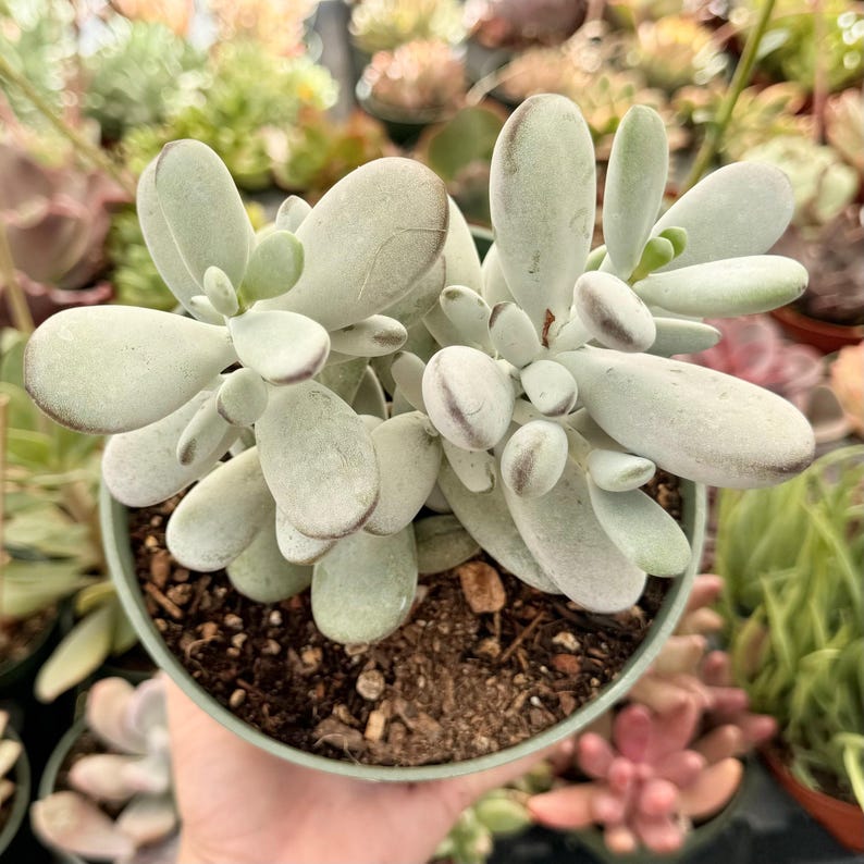 Suculenta Cotyledon Orbiculata “Ping Pong” / Hojas redondas grises / Planta viva 6” pot