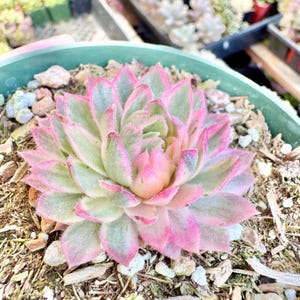 May include: A close-up of a succulent plant with green and pink leaves. The plant is in a green plastic pot, surrounded by soil and small rocks. The leaves have pink edges and a soft, textured appearance.