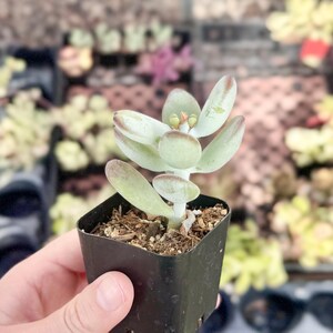 Suculenta Cotyledon Orbiculata “Ping Pong” / Hojas redondas grises / Planta viva imagen 3