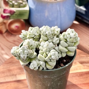 May include: A Crassula deceptor succulent plant with stacked, pale green, triangular leaves covered in a fine, powdery texture. The plant is potted in a dark green plastic container filled with dark soil, showcasing a dense, clustered growth pattern.