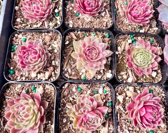 Puede incluir: Una colección de nueve plantas suculentas individuales dispuestas en una cuadrícula de macetas cuadradas de plástico negro. Cada planta presenta una roseta de hojas carnosas y puntiagudas en tonos rosa oscuro, magenta y verde suave.