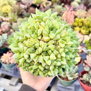 May include: A vibrant green succulent plant with a dense, spherical shape. The leaves are a mix of light and dark green, with intricate patterns. The plant is in a small, green pot, showcasing a variety of other succulents in the background.