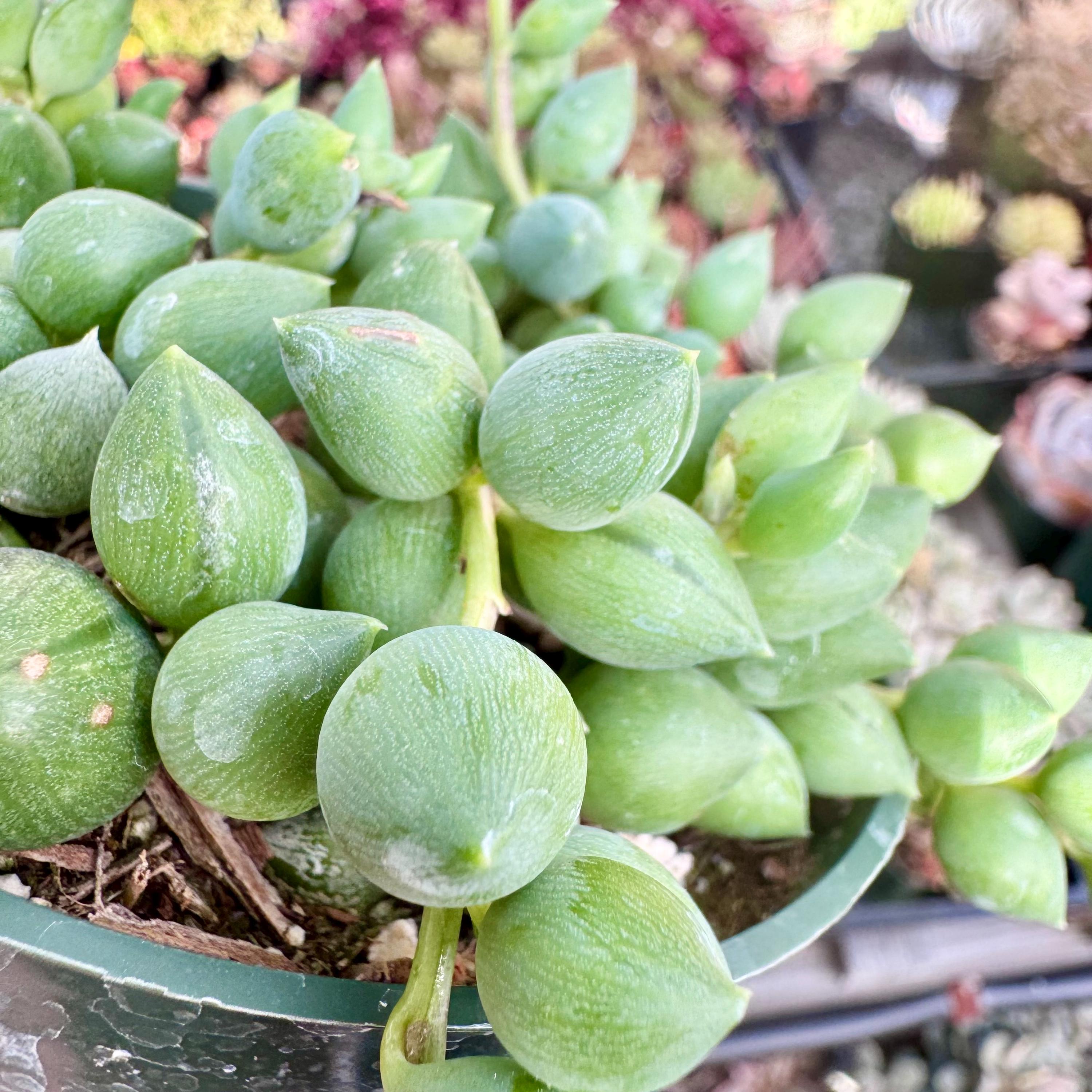 String of Raindrops Succulent | Trailing Teardrop Shaped Pearls | Live Plant  - Etsy