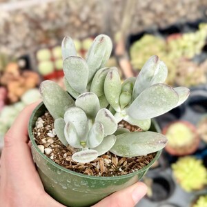 Suculenta Cotyledon Orbiculata “Ping Pong” / Hojas redondas grises / Planta viva imagen 7