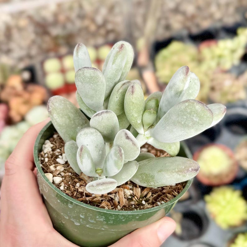 Suculenta Cotyledon Orbiculata “Ping Pong” / Hojas redondas grises / Planta viva imagen 7