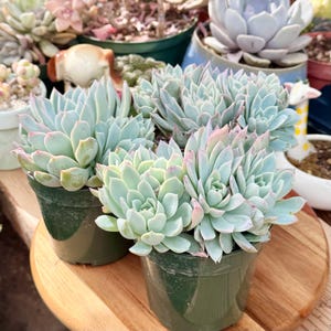May include: Two green plastic pots containing clusters of Echeveria succulents with pale blue-green, pointed leaves that feature soft pink tips. The plants are arranged in a dense, rosette formation, displaying a fleshy texture and symmetrical growth.