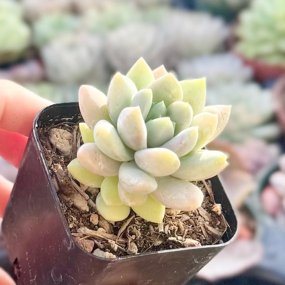 pebble succulent Lithops
