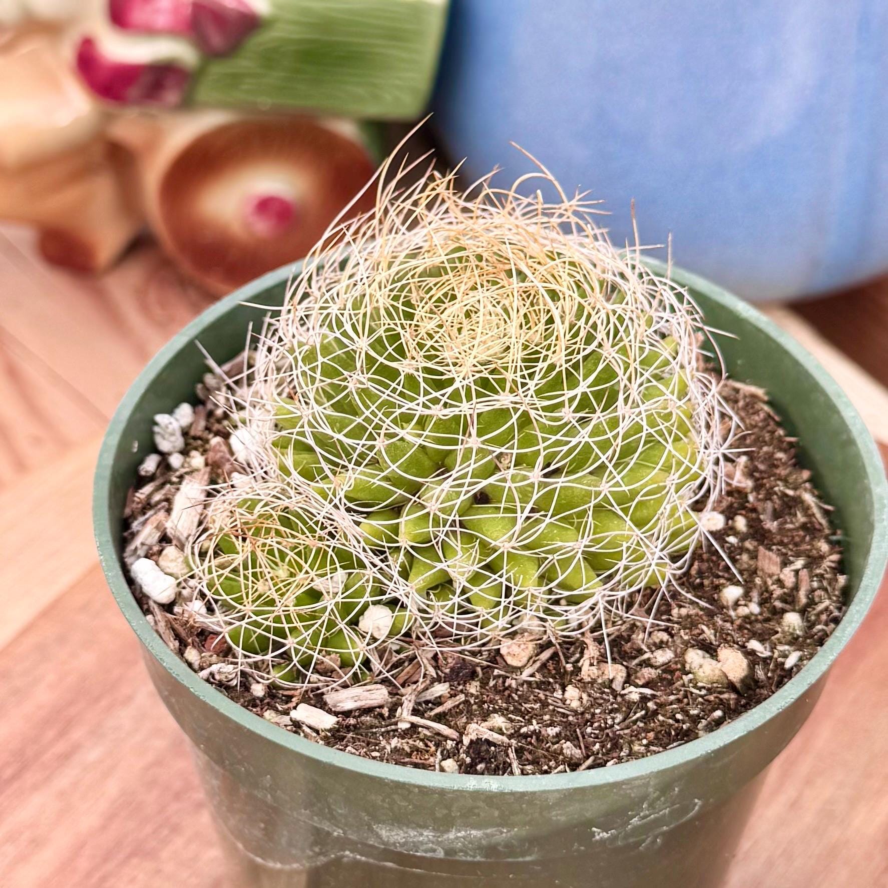 サボテン Mammillaria Decipiens ssp. Camptotricha Mammillaria Decipiens Ssp. Camptotricha | “bird's Nest Cactus