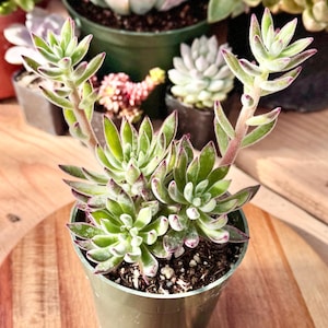 May include: A close-up of a succulent plant in a green pot. The plant has green leaves with red edges and is surrounded by other potted plants. The background is a wooden surface.