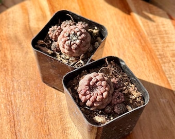 Rare Copiapoa Hypogaea Cactus "Lizard Skin" | Live Succulent Plant