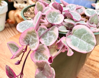 Rare Variegated String of Hearts, Ceropegia Woodii Variagata | Pink Cream Trailing Vine | Live Sucuclent Plant