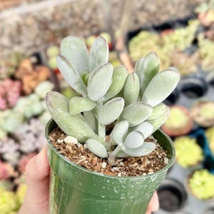 Suculenta Cotyledon Orbiculata “Ping Pong” / Hojas redondas grises / Planta viva imagen 6