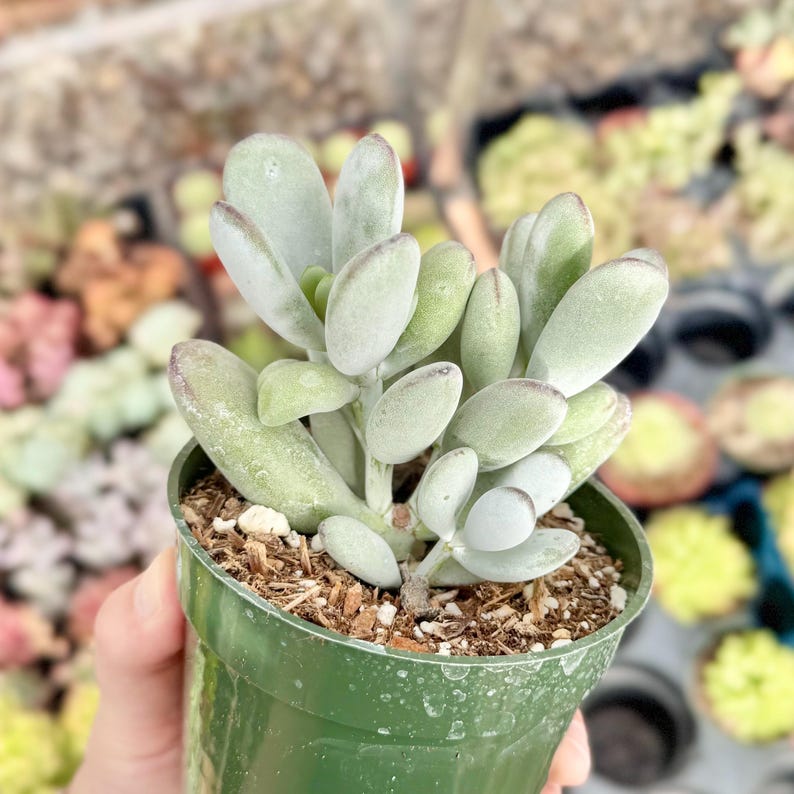 Suculenta Cotyledon Orbiculata “Ping Pong” / Hojas redondas grises / Planta viva imagen 6