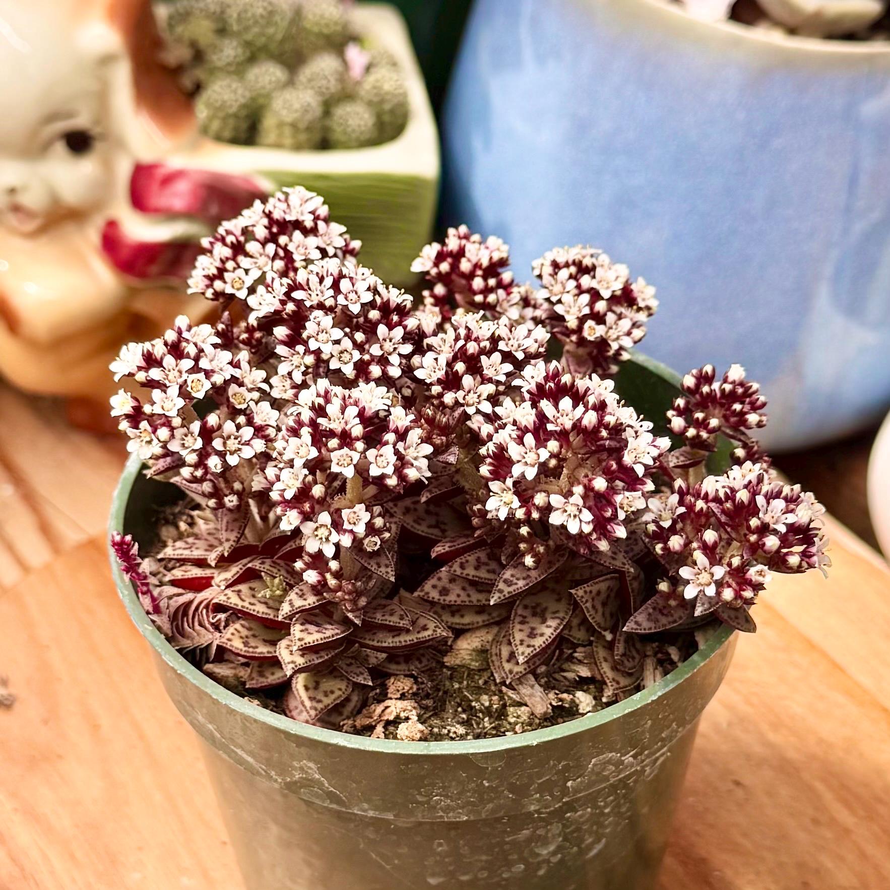 Crassula Picturata “tiger Jade” Succulent - Etsy