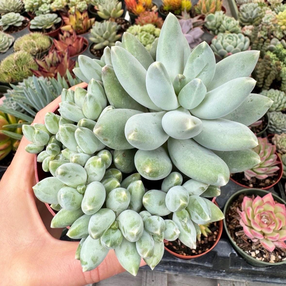 Buy Pachyphytum Moon Silver Succulent | Gray & Purple Rosette | Live Plant  Online in India - Etsy