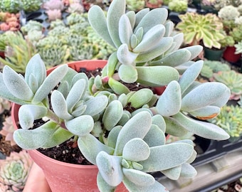 Puede incluir: Una planta suculenta con hojas gruesas, de color verde pálido y vellosas dispuestas en rosetas, plantada en una maceta de plástico color terracota. La planta presenta múltiples tallos con follaje alargado y redondeado de textura mate.