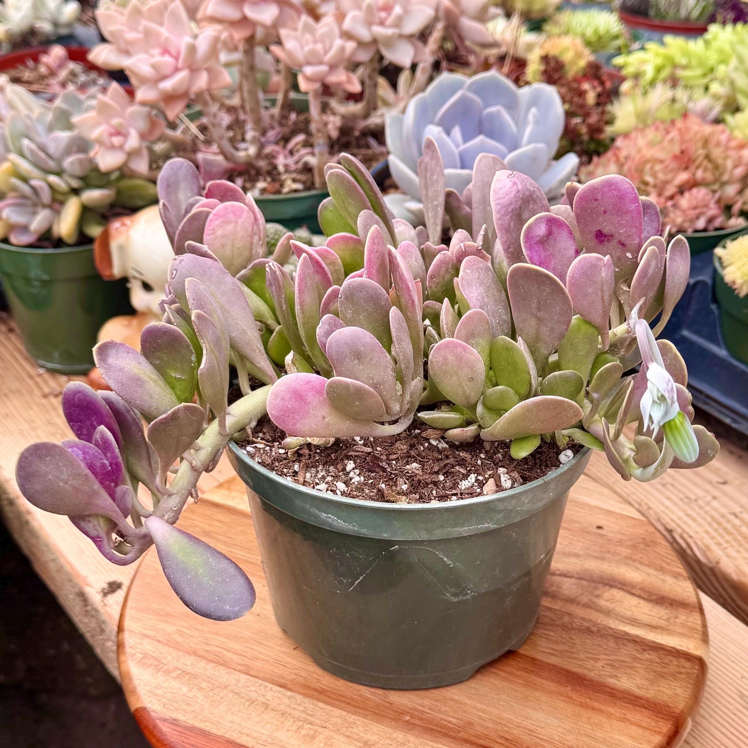 Purple Jade Plant - Etsy