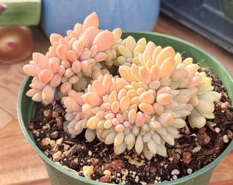 Rare Crested Graptophytum Supreme Succulent | Pink Purple & Green