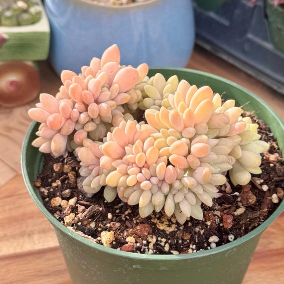 Rare Crested Graptophytum Supreme Succulent | Pink Purple & Green