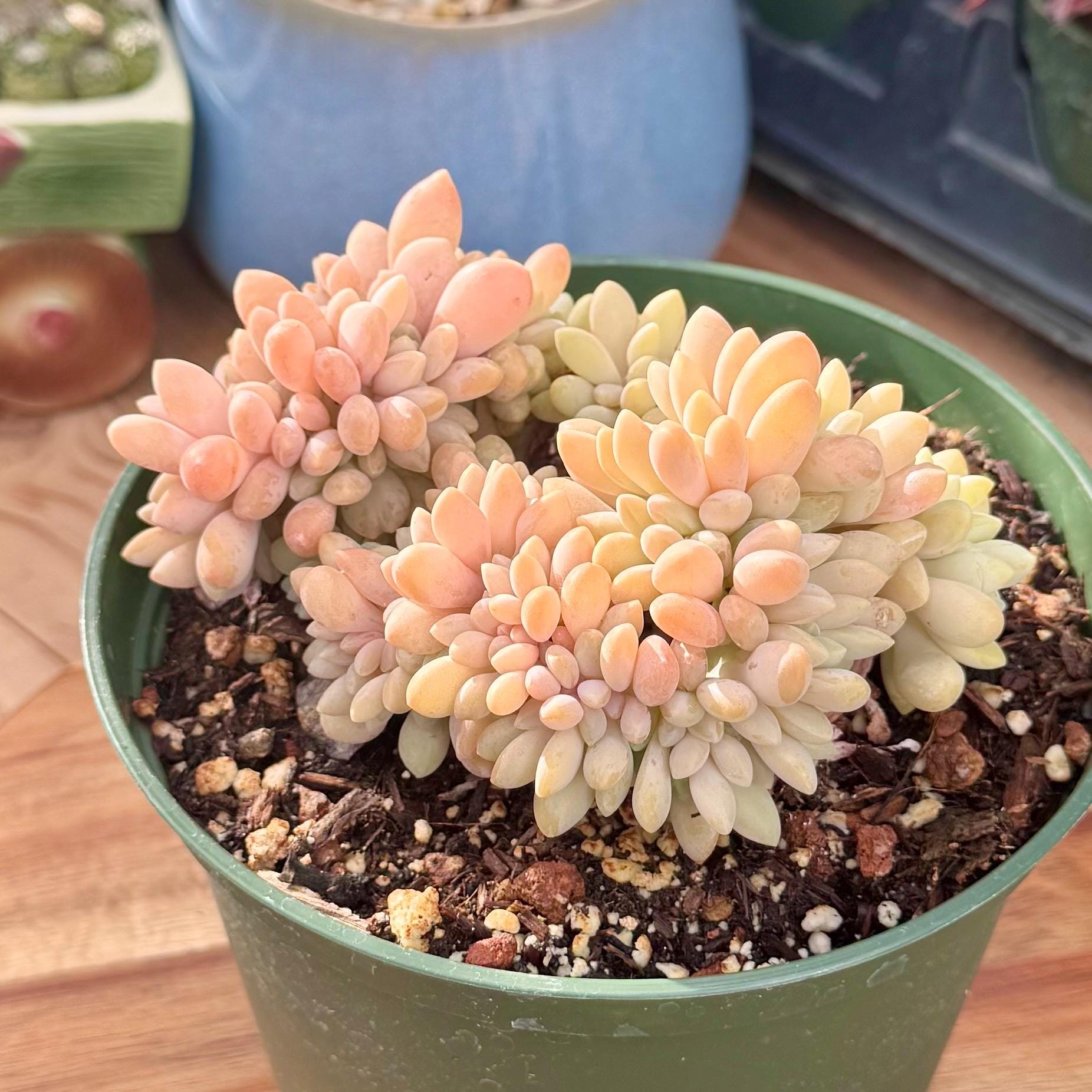 Rare Crested Graptophytum Supreme Succulent | Pink Purple & Green