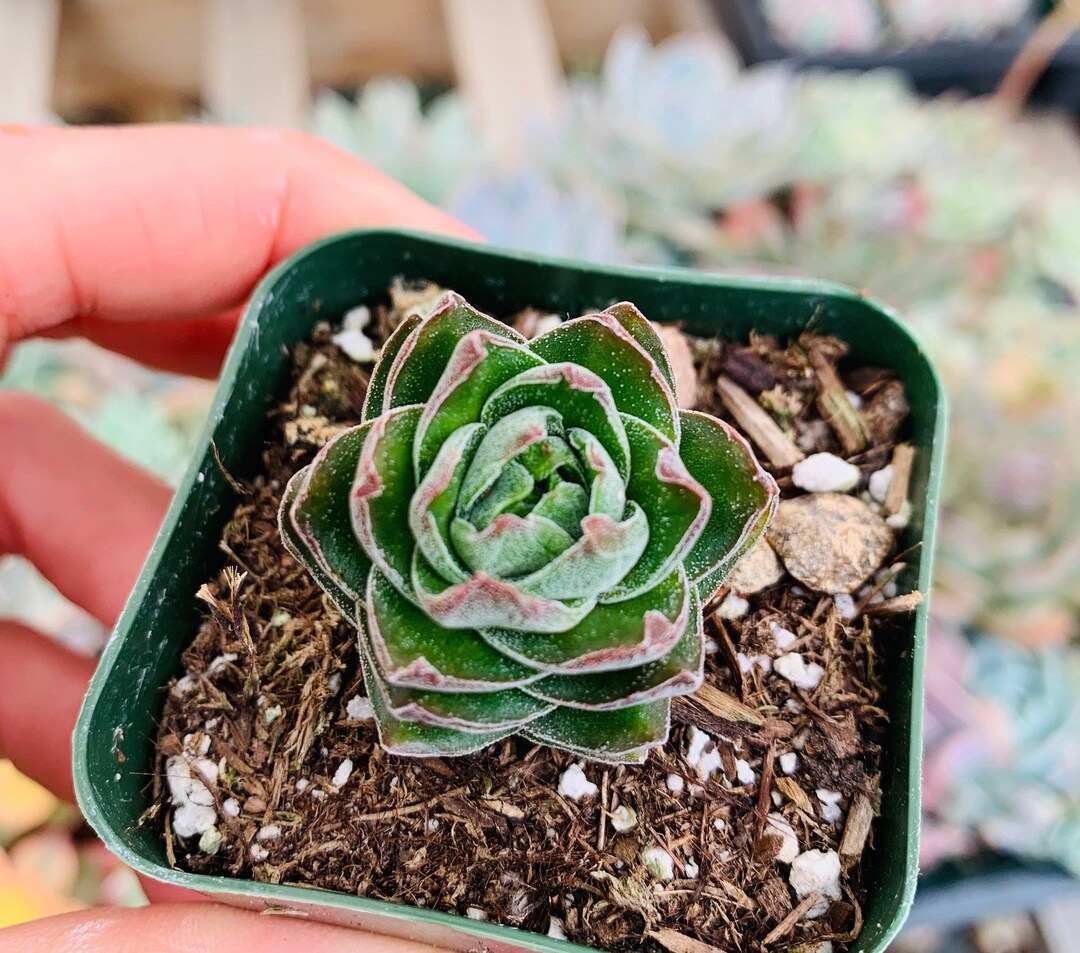 Rare Six-sided Crassula Buddha's Temple | Live Succulent Plant - Etsy